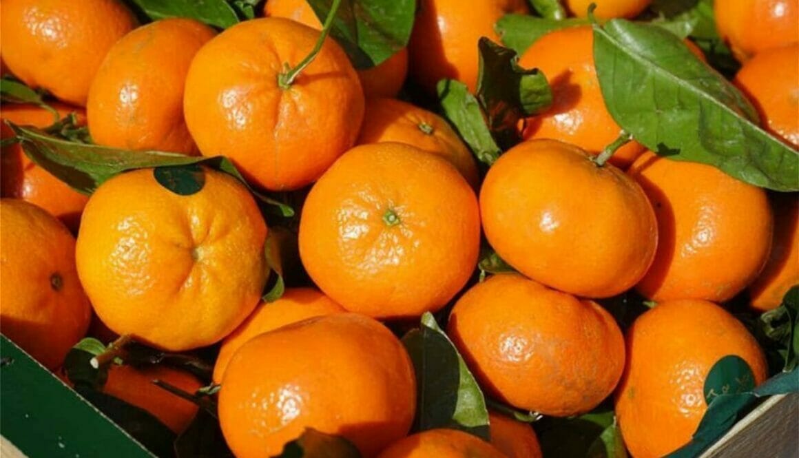 ΚΛΙΜΕΝΤΙΝΕΣ