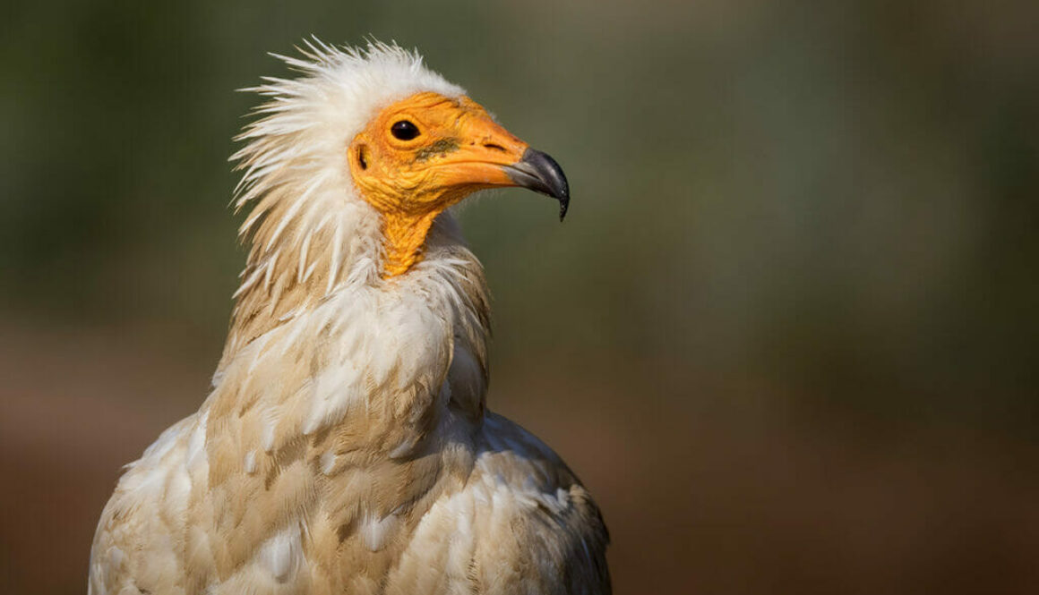 Neophron percnopterus AntonisStoubas ORNITHOLOGIKI