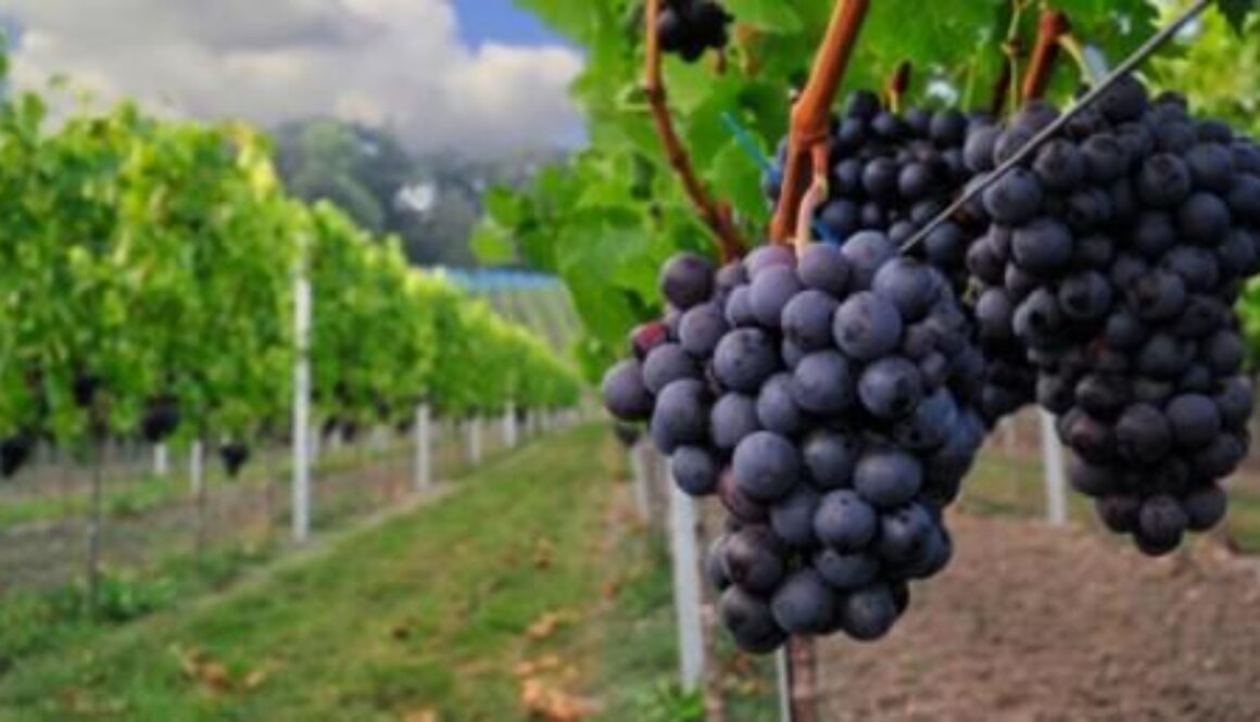 ampelia e1457160597817