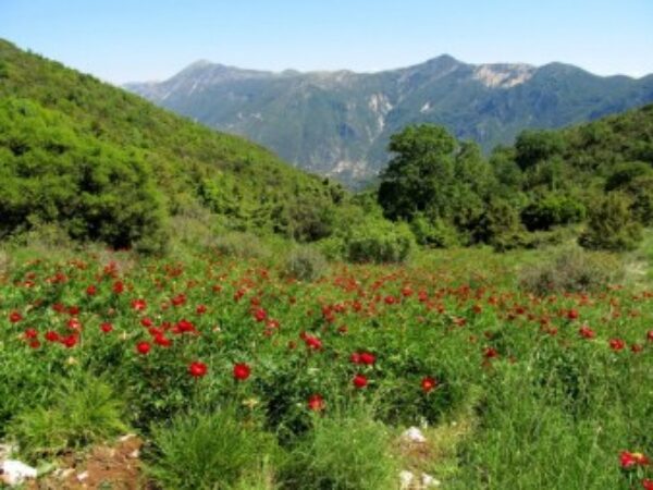 Εξόρμηση ΕΟΣ Άρτας στις 21/05
