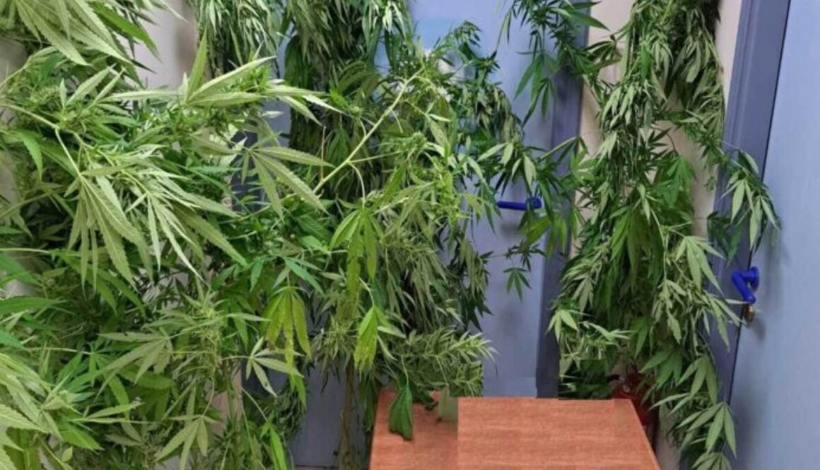 ΔΕΝΔΡΥΛΛΙΑ 1