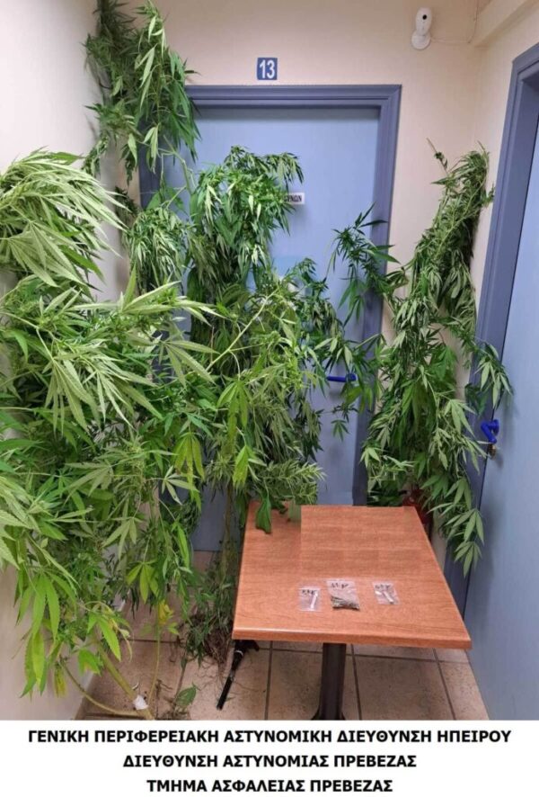 Σύλληψη για κατοχή και καλλιέργεια ναρκωτικών