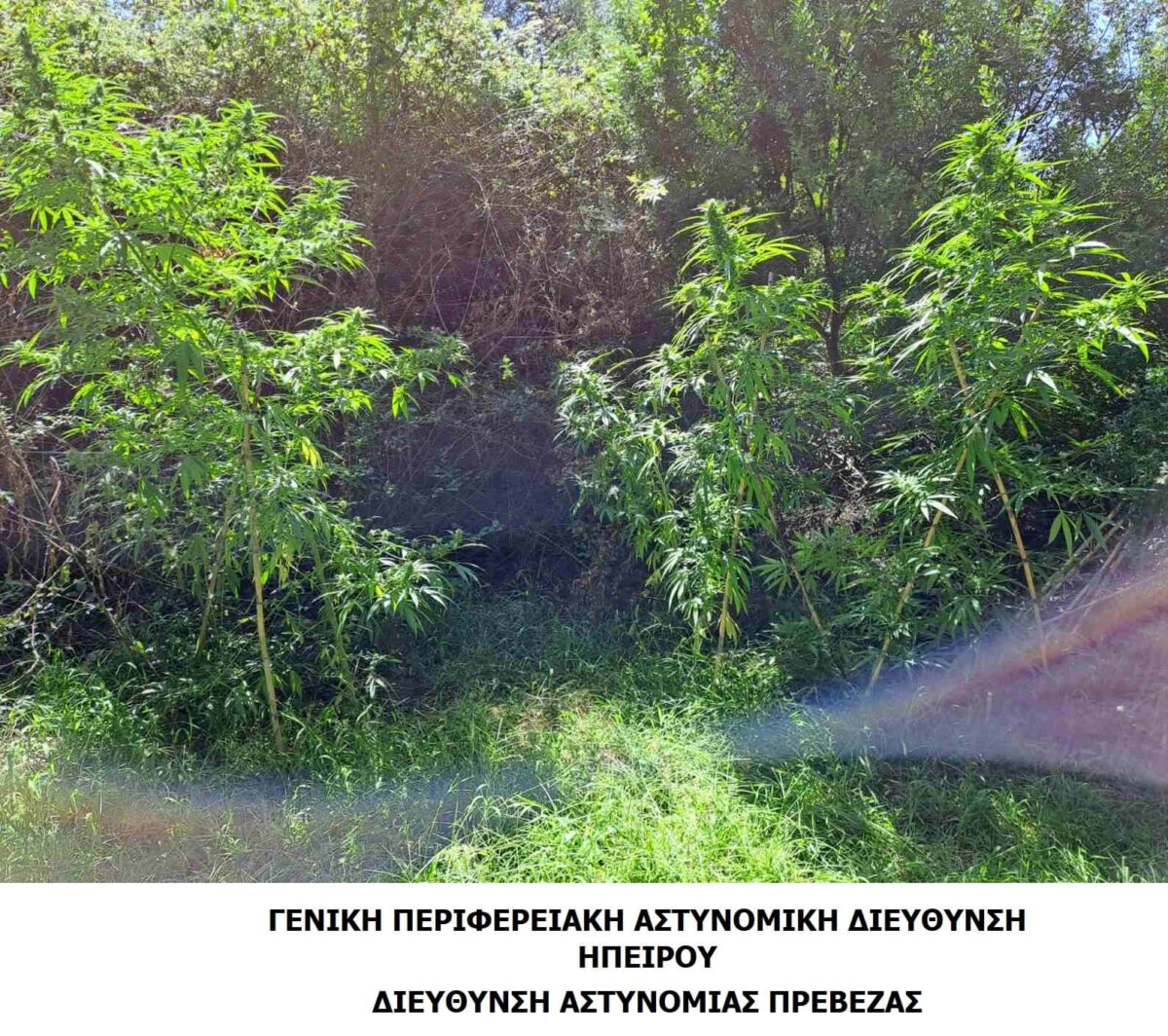 ΔΕΝΔΡΥΛΛΙΑ 2