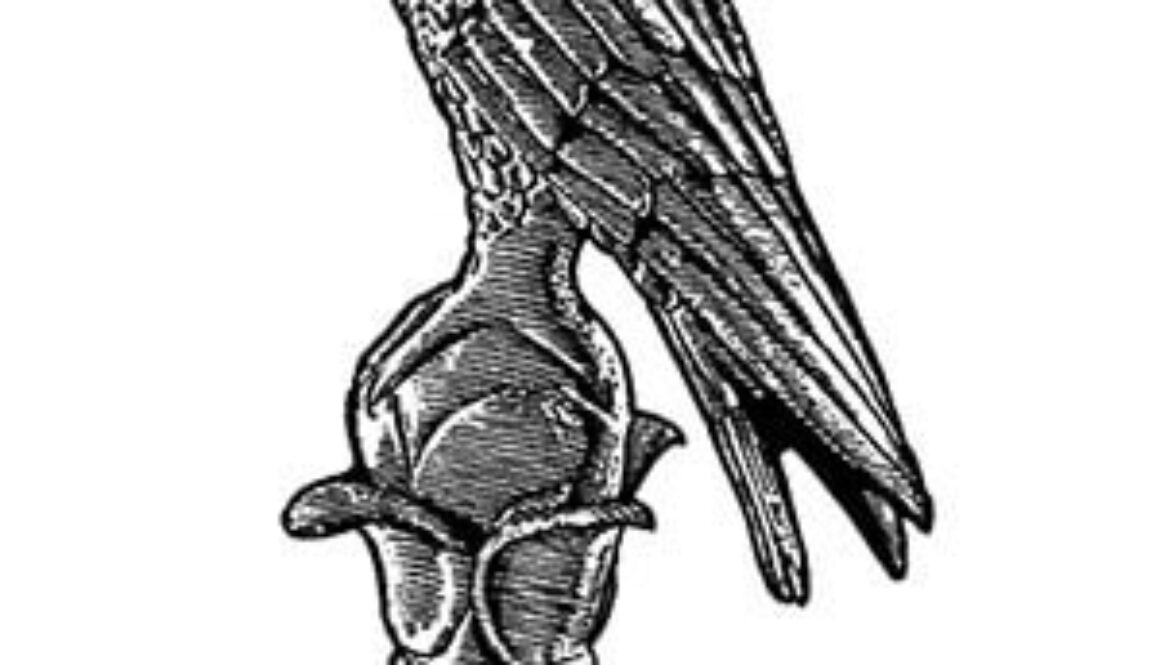logopanepistimioioanninon300