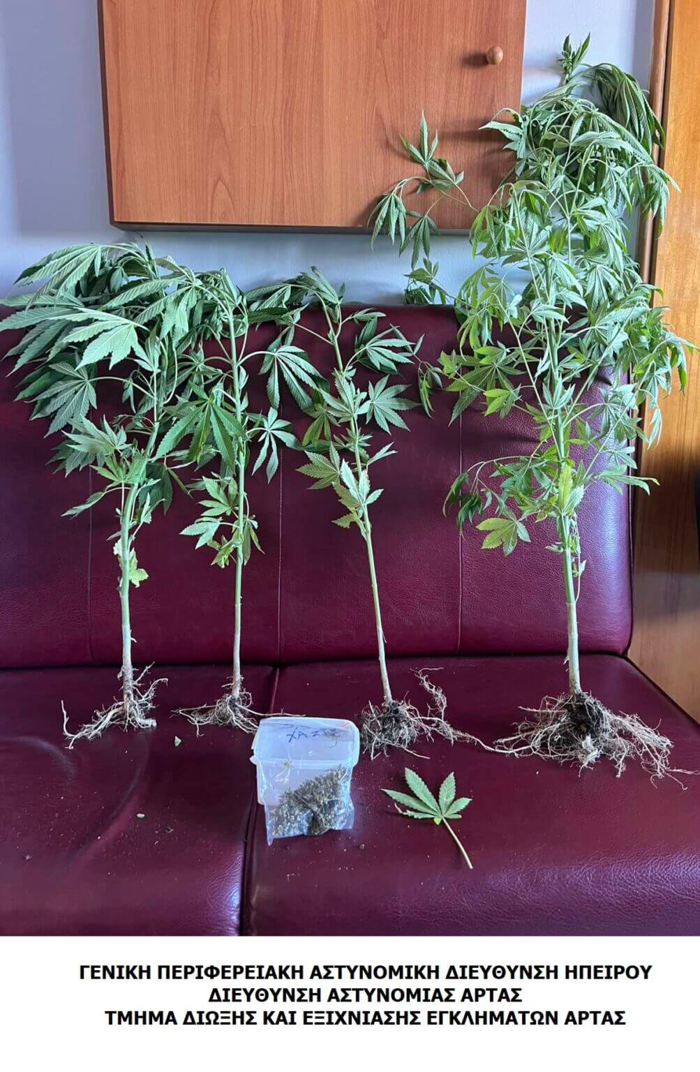 ΔΕΝΔΡΥΛΛΙΑ 1 1003x1536