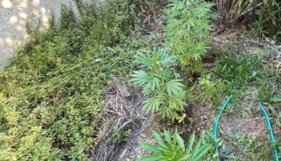 ΔΕΝΔΡΥΛΛΙΑ 2 (2)