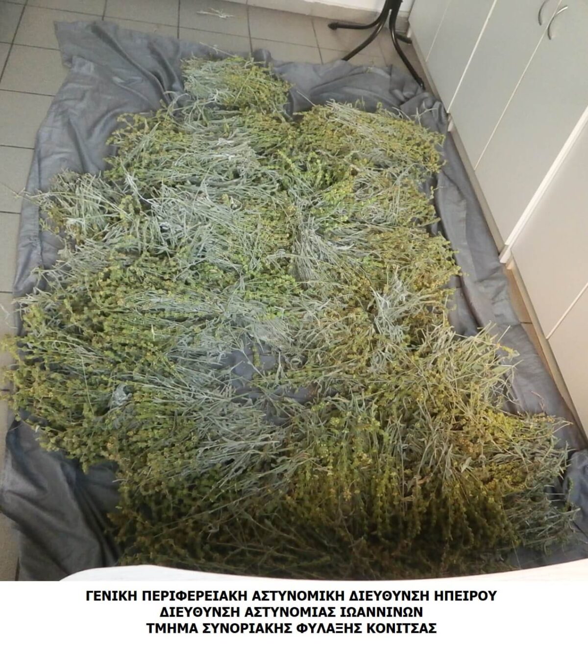 ΚΑΤΑΣΧΕΜΕΝΑ ΦΥΤΑ ΚΟΝΙΤΣΑ