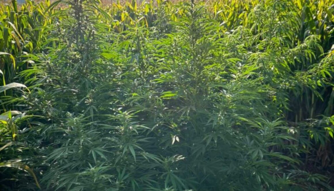 ΝΑΡΚΩΤΙΚΑ 1