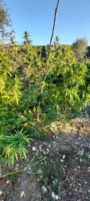 02102025ydn1 300x667 (1)