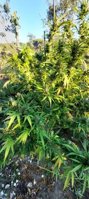 02102025ydn3 300x667 (1)