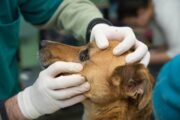 dog eye exam iStock 526290304